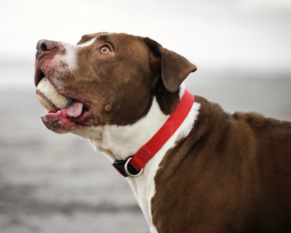AAHA Accreditation, Sechelt Vet